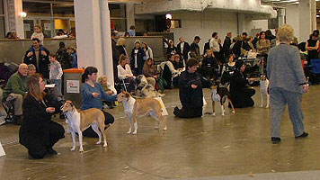 Sanni at Göteborg Int. Show 2004 (no. two from the left). Photo: Hilde Løken